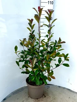 ohgreen Struiken|Ecocheques|Rode glansmispel 'red robin' p29