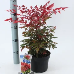 ohgreen Struiken|Ecocheques|Rode hemelse bamboe Obsessed (Hemelse Bamboe of Schijnbamboe)