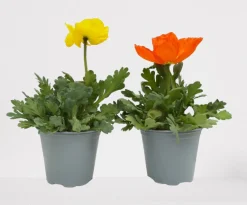 ohgreen Vaste Planten|Ecocheques|Rode klaproos p14