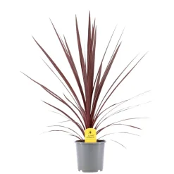 ohgreen Mediterrane Planten|Ecocheques|Rode koolpalm