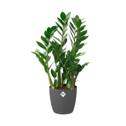 ohgreen Ecocheques|Potten En Vazen|Rond 25cm