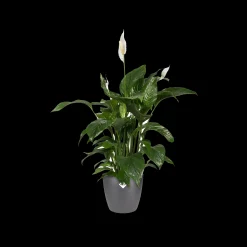 ohgreen Ecocheques|Potten En Vazen|Rond 14cm