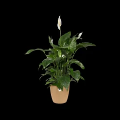 ohgreen Potten En Vazen|Ecocheques|Rond 18cm