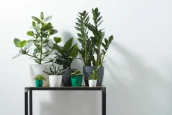 ohgreen Ecocheques|Potten En Vazen|Rond 14cm