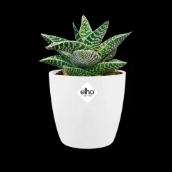 ohgreen Ecocheques|Potten En Vazen|Rond 9,5cm