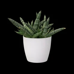 ohgreen Ecocheques|Potten En Vazen|Rond 9,5cm