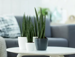 ohgreen Ecocheques|Potten En Vazen|Rond mini 10,5cm