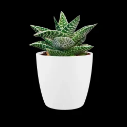 ohgreen Ecocheques|Potten En Vazen|Rond mini 10,5cm