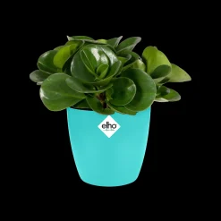 ohgreen Potten En Vazen|Ecocheques|Rond mini 9,5cm