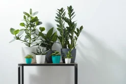 ohgreen Potten En Vazen|Ecocheques|Rond mini 9,5cm