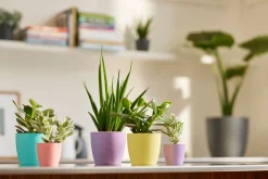 ohgreen Potten En Vazen|Ecocheques|Rond mini 9,5cm