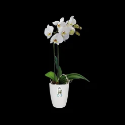 ohgreen Ecocheques|Potten En Vazen|Rond orchidee 12,5cm