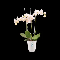 ohgreen Ecocheques|Potten En Vazen|Rond orchidee 12,5cm