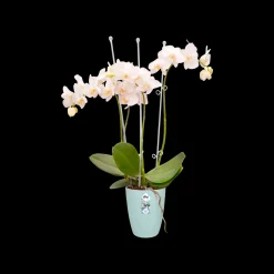 ohgreen Ecocheques|Potten En Vazen|Rond orchidee 12,5cm