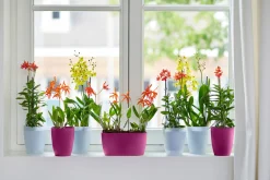ohgreen Ecocheques|Potten En Vazen|Rond orchidee 12,5cm