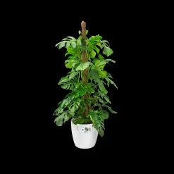 ohgreen Ecocheques|Potten En Vazen|Rond wielen 47cm