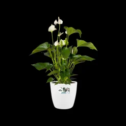 ohgreen Ecocheques|Potten En Vazen|Rond wielen 47cm