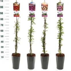 ohgreen Struiken|Ecocheques|Rosa mix