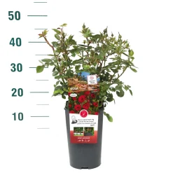 ohgreen Struiken|Ecocheques|Rosa 'Rose Gaujard'