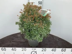 ohgreen Struiken|Ecocheques|Rotsheide p19