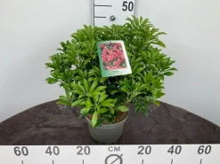 ohgreen Struiken|Ecocheques|Rotsheide p19