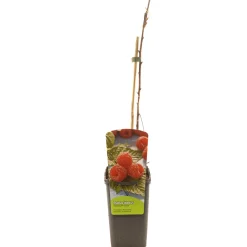 ohgreen Ecocheques|Fruitbomen|Rubus idaeus malling promise