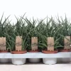 ohgreen Cactus - Succulent - Sanseveria|Ecocheques|Sansevieria ( Vrouwentong )