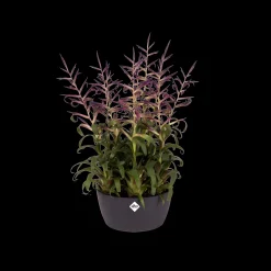 ohgreen Ecocheques|Potten En Vazen|Schaal 23cm