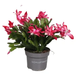 ohgreen Bloeiende Planten|Ecocheques|Schlumbergera rood ( Lidcactus )