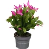 ohgreen Bloeiende Planten|Ecocheques|Schlumbergera roze ( Lidcactus )