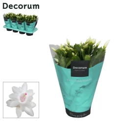 ohgreen Bloeiende Planten|Ecocheques|Schlumbergera wit