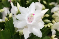 ohgreen Bloeiende Planten|Ecocheques|Schlumbergera wit