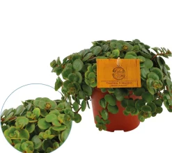 ohgreen Groene Planten|Ecocheques|Sedum Tornado