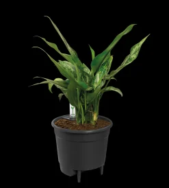 ohgreen Bewatering|Ecocheques|SELF-WATERING INSERT 21CM LIVING BLACK