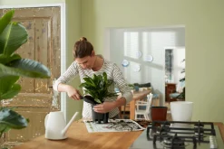 ohgreen Bewatering|Ecocheques|SELF-WATERING INSERT 36CM LIVING BLACK