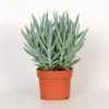 ohgreen Cactus - Succulent - Sanseveria|Ecocheques|Senecio Mount Everest ( Senecio Ficoides )