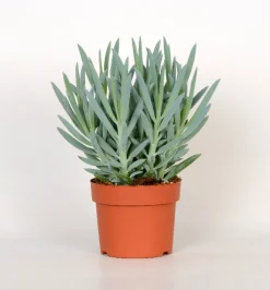 ohgreen Cactus - Succulent - Sanseveria|Ecocheques|Senecio Mount Everest ( Senecio Ficoides )