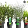 ohgreen Ecocheques|Vaste Planten|Siergrassen mix