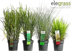 ohgreen Ecocheques|Vaste Planten|Siergrassen mix
