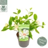 ohgreen Struiken|Ecocheques|Sinocalycanthus chinensis Venus