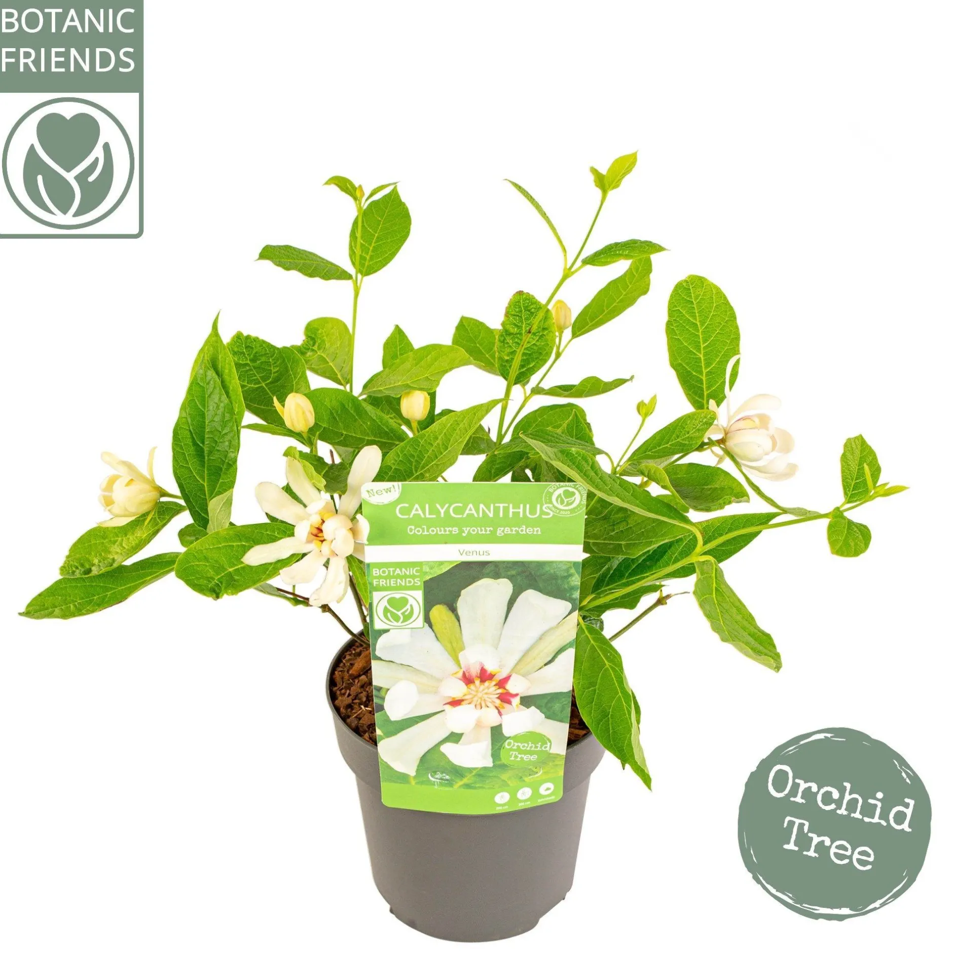 ohgreen Struiken|Ecocheques|Sinocalycanthus chinensis Venus