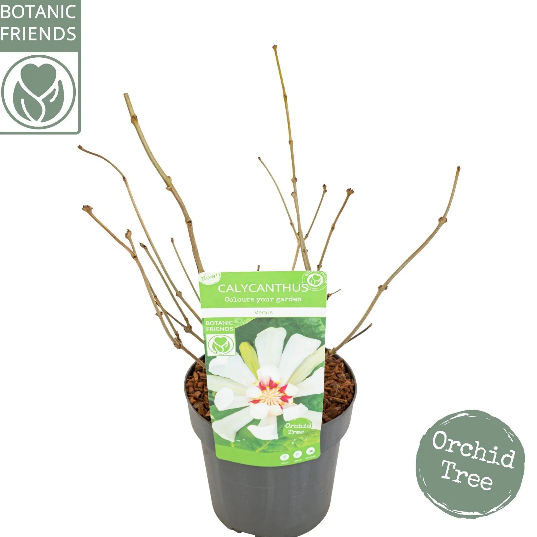 ohgreen Struiken|Ecocheques|Sinocalycanthus chinensis Venus