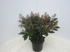 ohgreen Struiken|Ecocheques|Skimmia japonica Rubella