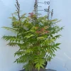 ohgreen Struiken|Ecocheques|Sorbaria sorbif Sem ( Lijsterbes spirea )