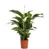 ohgreen Ecocheques|Bloeiende Planten|Spathiphyllum Sweet Lauretta (Lepelplant of Vredeslelie)