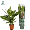 ohgreen Ecocheques|Bloeiende Planten|Spathiphyllum bingo (Lepelplant)