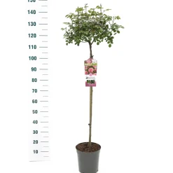 ohgreen Struiken|Ecocheques|Stamroos Rosa 'Bonita' Renaissance