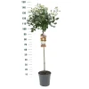 ohgreen Struiken|Ecocheques|Stamroos Rosa 'Gartnerprinzessin Marie-josé