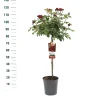 ohgreen Struiken|Ecocheques|Stamroos Rosa 'Red Leonardo da Vinci'