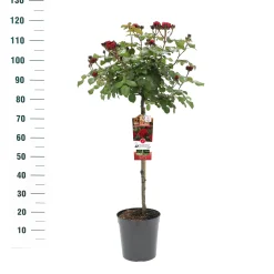 ohgreen Struiken|Ecocheques|Stamroos Rosa 'Red Leonardo da Vinci'